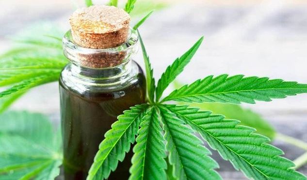 Justiça autoriza paciente a cultivar cannabis para fins terapêuticos
